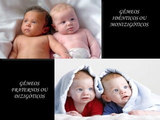 GÊMEOS
IDÊNTICOS OU
MONIZIGÓTICOS
GÊMEOS
FRATERNOS OU
DIZIGÓTICOS
 