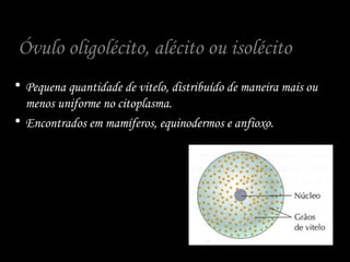 Óvulo oligolécito, alécito ou isolécito
• Pequena quantidade de vitelo, distribuído de maneira mais ou
menos uniforme no citoplasma.
• Encontrados em mamíferos, equinodermos e anfioxo.
 