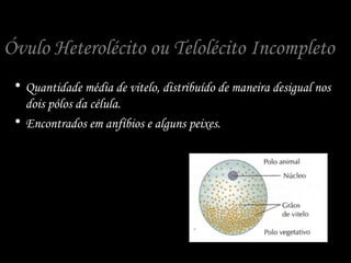 Óvulo Heterolécito ou Telolécito Incompleto
• Quantidade média de vitelo, distribuído de maneira desigual nos
dois pólos da célula.
• Encontrados em anfíbios e alguns peixes.
 