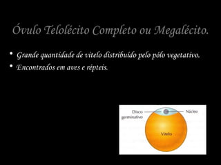 Óvulo Telolécito Completo ou Megalécito.
• Grande quantidade de vitelo distribuído pelo pólo vegetativo.
• Encontrados em aves e répteis.
 
