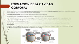embriologia cap 7.pptx medicina modernas | PPTX