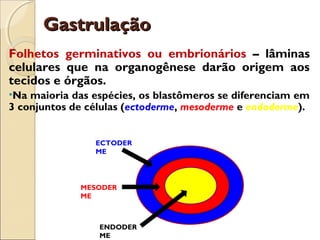 GastrulaçãoGastrulação
Folhetos germinativos ou embrionários – lâminas
celulares que na organogênese darão origem aos
tecidos e órgãos.
•Na maioria das espécies, os blastômeros se diferenciam em
3 conjuntos de células (ectoderme, mesoderme e endoderme).
MESODER
ME
ECTODER
ME
ENDODER
ME
 