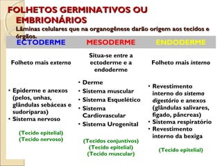 ECTODERME MESODERME ENDODERME
Folheto mais externo
Situa-se entre a
ectoderme e a
endoderme
Folheto mais interno
• Epiderme e anexos
(pelos, unhas,
glândulas sebáceas e
sudoríparas)
• Sistema nervoso
(Tecido epitelial)
(Tecido nervoso)
• Derme
• Sistema muscular
• Sistema Esquelético
• Sistema
Cardiovascular
• Sistema Urogenital
(Tecidos conjuntivos)
(Tecido epitelial)
(Tecido muscular)
• Revestimento
interno do sistema
digestório e anexos
(glândulas salivares,
fígado, pâncreas)
• Sistema respiratório
• Revestimento
interno da bexiga
(Tecido epitelial)
FOLHETOS GERMINATIVOS OUFOLHETOS GERMINATIVOS OU
EMBRIONÁRIOSEMBRIONÁRIOS
Lâminas celulares que na organogênese darão origem aos tecidos eLâminas celulares que na organogênese darão origem aos tecidos e
órgãos.órgãos.
 