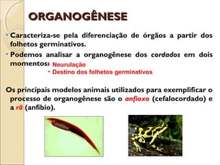 ORGANOGÊNESEORGANOGÊNESE
• Caracteriza-se pela diferenciação de órgãos a partir dos
folhetos germinativos.
• Podemos analisar a organogênese dos cordados em dois
momentos:
Os principais modelos animais utilizados para exemplificar o
processo de organogênese são o anfioxo (cefalocordado) e
a rã (anfíbio).
• Neurulação
• Destino dos folhetos germinativos
 