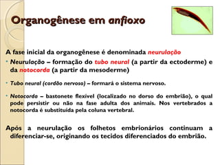 Organogênese emOrganogênese em anfioxoanfioxo
A fase inicial da organogênese é denominada neurulação
• Neurulação – formação do tubo neural (a partir da ectoderme) e
da notocorda (a partir da mesoderme)
• Tubo neural (cordão nervoso) – formará o sistema nervoso.
• Notocorda – bastonete flexível (localizado no dorso do embrião), o qual
pode persistir ou não na fase adulta dos animais. Nos vertebrados a
notocorda é substituída pela coluna vertebral.
Após a neurulação os folhetos embrionários continuam a
diferenciar-se, originando os tecidos diferenciados do embrião.
 