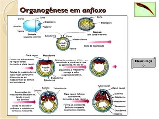 Organogênese emOrganogênese em anfioxoanfioxo
Neurulaçã
o
 