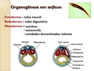 Organogênese emOrganogênese em anfioxoanfioxo
Ectoderma – tubo neural
Endoderma – tubo digestório
Mesoderma –• somitos
• notocorda
• cavidades denominadas celomas
 