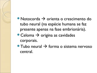 Notocorda  orienta o crescimento do
tubo neural (na espécie humana se faz
presente apenas na fase embrionária).
Celoma  origina as cavidades
corporais.
Tubo neural  forma o sistema nervoso
central.
 