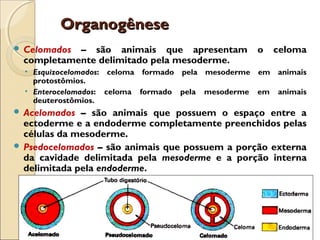 OrganogêneseOrganogênese
 Celomados – são animais que apresentam o celoma
completamente delimitado pela mesoderme.
• Esquizocelomados: celoma formado pela mesoderme em animais
protostômios.
• Enterocelomados: celoma formado pela mesoderme em animais
deuterostômios.
 Acelomados – são animais que possuem o espaço entre a
ectoderme e a endoderme completamente preenchidos pelas
células da mesoderme.
 Psedocelomados – são animais que possuem a porção externa
da cavidade delimitada pela mesoderme e a porção interna
delimitada pela endoderme.
 