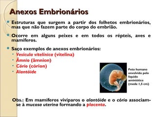 Anexos EmbrionáriosAnexos Embrionários
 Estruturas que surgem a partir dos folhetos embrionários,
mas que não fazem parte do corpo do embrião.
 Ocorre em alguns peixes e em todos os répteis, aves e
mamíferos.
 Saço exemplos de anexos embrionários:
• Vesícula vitelínica (vitelina)
• Âmnio (âmnion)
• Cório (córion)
• Alantóide
Obs.: Em mamíferos vivíparos o alantóide e o cório associam-
se à mucosa uterina formando a placenta.
Feto humano
envolvido pelo
líquido
aminiótico
(mede 1,5 cm)
 