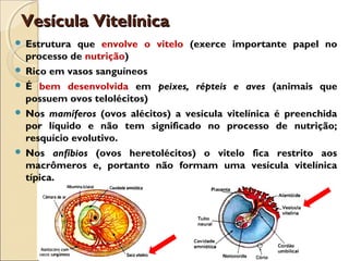 Vesícula VitelínicaVesícula Vitelínica
 Estrutura que envolve o vitelo (exerce importante papel no
processo de nutrição)
 Rico em vasos sanguíneos
 É bem desenvolvida em peixes, répteis e aves (animais que
possuem ovos telolécitos)
 Nos mamíferos (ovos alécitos) a vesícula vitelínica é preenchida
por líquido e não tem significado no processo de nutrição;
resquício evolutivo.
 Nos anfíbios (ovos heretolécitos) o vitelo fica restrito aos
macrômeros e, portanto não formam uma vesícula vitelínica
típica.
 