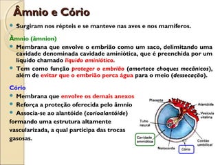 Âmnio e CórioÂmnio e Cório
 Surgiram nos répteis e se manteve nas aves e nos mamíferos.
Âmnio (âmnion)
 Membrana que envolve o embrião como um saco, delimitando uma
cavidade denominada cavidade aminiótica, que é preenchida por um
líquido chamado líquido aminiótico.
 Tem como função proteger o embrião (amortece choques mecânicos),
além de evitar que o embrião perca água para o meio (dessecação).
Cório
 Membrana que envolve os demais anexos
 Reforça a proteção oferecida pelo âmnio
 Associa-se ao alantóide (corioalantóide)
formando uma estrutura altamente
vascularizada, a qual participa das trocas
gasosas.
 