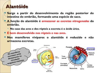 AlantóideAlantóide
 Surge a partir do desenvolvimento da região posterior do
intestino do embrião, formando uma espécie de saco.
 A função do alantóide é armazenar as excretas nitrogenadas do
embrião.
• No caso das aves e dos répteis a excreta é o ácido úrico.
 É bem desenvolvido nos répteis e nas aves.
 Nos mamíferos vivíparos o alantóide é reduzido e não
armazena excretas.
Os mamíferos
excretam uréia
diretamente na
circulação
sanguínea materna.
 