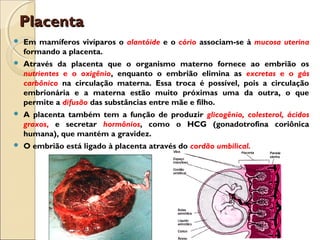 PlacentaPlacenta
 Em mamíferos vivíparos o alantóide e o cório associam-se à mucosa uterina
formando a placenta.
 Através da placenta que o organismo materno fornece ao embrião os
nutrientes e o oxigênio, enquanto o embrião elimina as excretas e o gás
carbônico na circulação materna. Essa troca é possível, pois a circulação
embrionária e a materna estão muito próximas uma da outra, o que
permite a difusão das substâncias entre mãe e filho.
 A placenta também tem a função de produzir glicogênio, colesterol, ácidos
graxos, e secretar hormônios, como o HCG (gonadotrofina coriônica
humana), que mantém a gravidez.
 O embrião está ligado à placenta através do cordão umbilical.
 