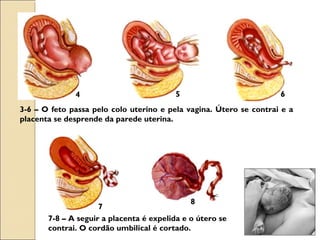 3-6 – O feto passa pelo colo uterino e pela vagina. Útero se contrai e a
placenta se desprende da parede uterina.
7-8 – A seguir a placenta é expelida e o útero se
contrai. O cordão umbilical é cortado.
4 5 6
7
8
 