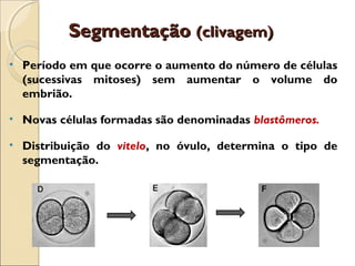 SegmentaçãoSegmentação (clivagem)(clivagem)
• Período em que ocorre o aumento do número de células
(sucessivas mitoses) sem aumentar o volume do
embrião.
• Novas células formadas são denominadas blastômeros.
• Distribuição do vitelo, no óvulo, determina o tipo de
segmentação.
 
