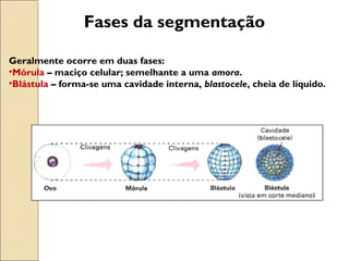 Fases da segmentação
Geralmente ocorre em duas fases:
•Mórula – maciço celular; semelhante a uma amora.
•Blástula – forma-se uma cavidade interna, blastocele, cheia de líquido.
 