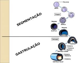 SEGMENTAÇÃO
GASTRULAÇÃO
 