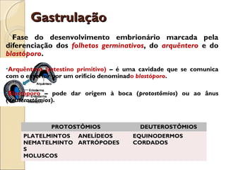 GastrulaçãoGastrulação
Fase do desenvolvimento embrionário marcada pela
diferenciação dos folhetos germinativos, do arquêntero e do
blastóporo.
•Arquêntero (intestino primitivo) – é uma cavidade que se comunica
com o exterior por um orifício denominado blastóporo.
•Blastóporo – pode dar origem à boca (protostômios) ou ao ânus
(deuterostômios).
PROTOSTÔMIOS DEUTEROSTÔMIOS
PLATELMINTOS
NEMATELMINTO
S
MOLUSCOS
ANELÍDEOS
ARTRÓPODES
EQUINODERMOS
CORDADOS
 