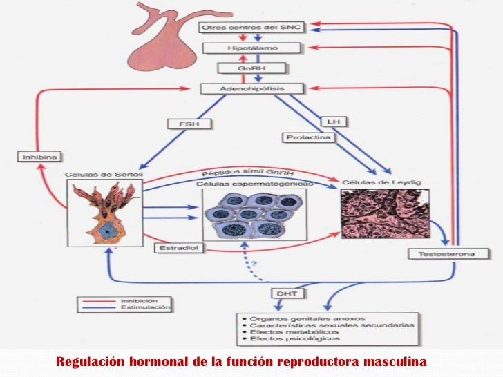 Embriologia clase1 Armario Indoor Bogota ~ Embriologia clase1