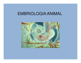 EMBRIOLOGIA ANIMAL
 