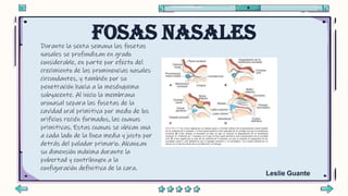 Fosas nasales
Leslie Guante
Durante la sexta semana las fosetas
nasales se profundizan en grado
considerable, en parte por...