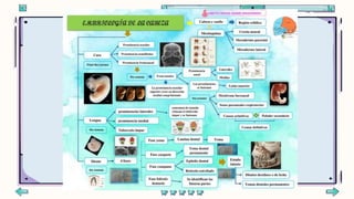 Embriologia de Cabeza y Cuello.pptx