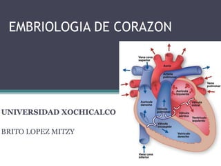 EMBRIOLOGIA DE CORAZON
UNIVERSIDAD XOCHICALCO
BRITO LOPEZ MITZY
 