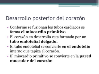 Desarrollo posterior del corazón
• Conforme se fusionan los tubos cardiacos se
forma el miocardio primitivo
• El corazón en desarrollo esta formado por un
tubo endotelial delgado.
• El tubo endotelial se convierte en el endotelio
interno que tapiza el corazón.
• El miocardio primitivo se convierte en la pared
muscular del corazón

 