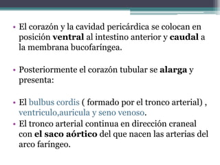 • El corazón y la cavidad pericárdica se colocan en
posición ventral al intestino anterior y caudal a
la membrana bucofaríngea.
• Posteriormente el corazón tubular se alarga y
presenta:
• El bulbus cordis ( formado por el tronco arterial) ,
ventriculo,auricula y seno venoso.
• El tronco arterial continua en dirección craneal
con el saco aórtico del que nacen las arterias del
arco faríngeo.

 
