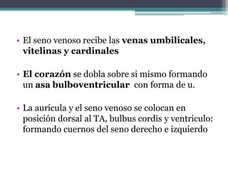 • El seno venoso recibe las venas umbilicales,
vitelinas y cardinales
• El corazón se dobla sobre si mismo formando
un asa bulboventricular con forma de u.

• La aurícula y el seno venoso se colocan en
posición dorsal al TA, bulbus cordis y ventriculo:
formando cuernos del seno derecho e izquierdo

 