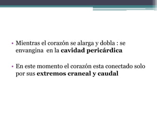 • Mientras el corazón se alarga y dobla : se
envangina en la cavidad pericárdica

• En este momento el corazón esta conectado solo
por sus extremos craneal y caudal

 