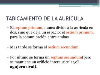 TABICAMIENTO DE LA AURICULA
• El septum primum, nunca divide a la aurícula en
dos, sino que deja un espacio: el ostium primum,
para la comunicación entre ambas.
• Mas tarde se forma el ostium secundum.
• Por ultimo se forma un septum secundum(pero
se mantiene un orificio interauricular,el
agujero oval).

 