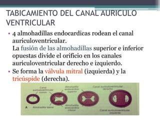 TABICAMIENTO DEL CANAL AURICULO
VENTRICULAR
• 4 almohadillas endocardicas rodean el canal
auriculoventricular.
La fusión de las almohadillas superior e inferior
opuestas divide el orificio en los canales
auriculoventricular derecho e izquierdo.
• Se forma la válvula mitral (izquierda) y la
tricúspide (derecha).

 
