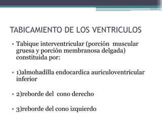 TABICAMIENTO DE LOS VENTRICULOS
• Tabique interventricular (porción muscular
gruesa y porción membranosa delgada)
constituida por:
• 1)almohadilla endocardica auriculoventricular
inferior
• 2)reborde del cono derecho
• 3)reborde del cono izquierdo

 