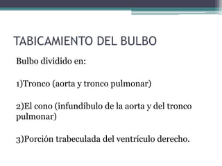 TABICAMIENTO DEL BULBO
Bulbo dividido en:
1)Tronco (aorta y tronco pulmonar)
2)El cono (infundíbulo de la aorta y del tronco
pulmonar)
3)Porción trabeculada del ventrículo derecho.

 