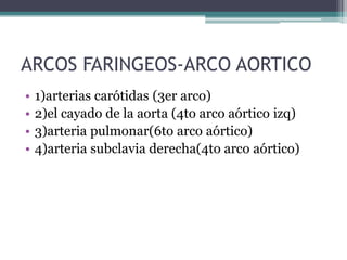 ARCOS FARINGEOS-ARCO AORTICO
•
•
•
•

1)arterias carótidas (3er arco)
2)el cayado de la aorta (4to arco aórtico izq)
3)arteria pulmonar(6to arco aórtico)
4)arteria subclavia derecha(4to arco aórtico)

 