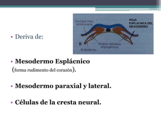 • Deriva de:

• Mesodermo Esplácnico
(forma rudimento del corazón).
• Mesodermo paraxial y lateral.

• Células de la cresta neural.

 