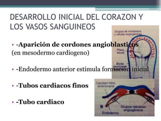 DESARROLLO INICIAL DEL CORAZON Y
LOS VASOS SANGUINEOS
• -Aparición de cordones angioblasticos
(en mesodermo cardiogeno)

• -Endodermo anterior estimula formación inicial
• -Tubos cardiacos finos
• -Tubo cardiaco

 