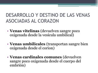 DESARROLLO Y DESTINO DE LAS VENAS
ASOCIADAS AL CORAZON
• Venas vitelinas (devuelven sangre poco
oxigenada desde la vesícula umbilical)
• Venas umbilicales (transportan sangre bien
oxigenada desde el corion)

• Venas cardinales comunes (devuelven
sangre poco oxigenada desde el cuerpo del
embrión)

 