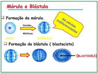 Mórula e Blástula
 Formação da mórula.
OVO
Divisões
Mitóticas
MÓRULA
 Formação da blástula ( blastocisto)
(BLASTOCELE)
64 células
indiferenciadas
 