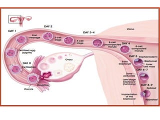 Nó
embrionário
Blastocele
Trofoblasto
 