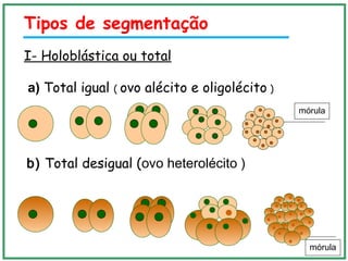 I- Holoblástica ou total
a) Total igual ( ovo alécito e oligolécito )
b) Total desigual (ovo heterolécito )
mórula
mórula
Tipos de segmentação
 