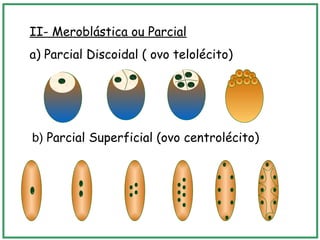 II- Meroblástica ou Parcial
a) Parcial Discoidal ( ovo telolécito)
b) Parcial Superficial (ovo centrolécito)
 