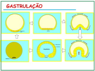 GastrulaçãoGASTRULAÇÃO
 