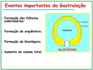 Gastrulação
- Formação dos folhetos
embrionários;
- Formação do arquêntero;
- Formação do blastóporo;
- Aumento do volume total.
BLASTÓPORO
Eventos importantes da Gastrulação
 