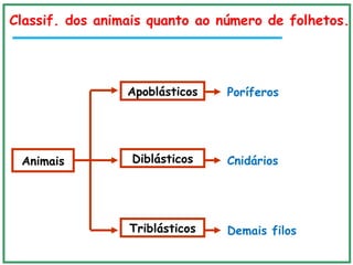 Classif. dos animais quanto ao número de folhetos.
Animais
Apoblásticos
Diblásticos
Triblásticos
Poríferos
Cnidários
Demais filos
 