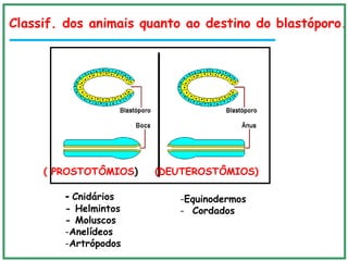 DO BLASTÓPORO
- Cnidários
- Helmintos
- Moluscos
-Anelídeos
-Artrópodos
-Equinodermos
- Cordados
( PROSTOTÔMIOS) (DEUTEROSTÔMIOS)
Classif. dos animais quanto ao destino do blastóporo.
 