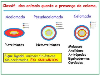 CelomadoAcelomado
Platelmintos Moluscos
Anelídeos
Artrópodos
Equinodermos
Cordados
Nematelmintos
Pseudocelomado
Fique ligado! Animais diblásticos
são acelomados. EX: CNIDÁRIOS
Classif. dos animais quanto a presença do celoma.
 