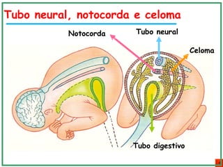Tubo neuralNotocorda
Celoma
Tubo digestivo
Tubo neural, notocorda e celoma
 